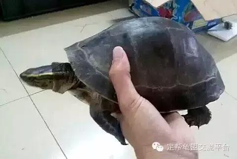 安布闭壳龟玩家,安布闭壳龟好玩吗