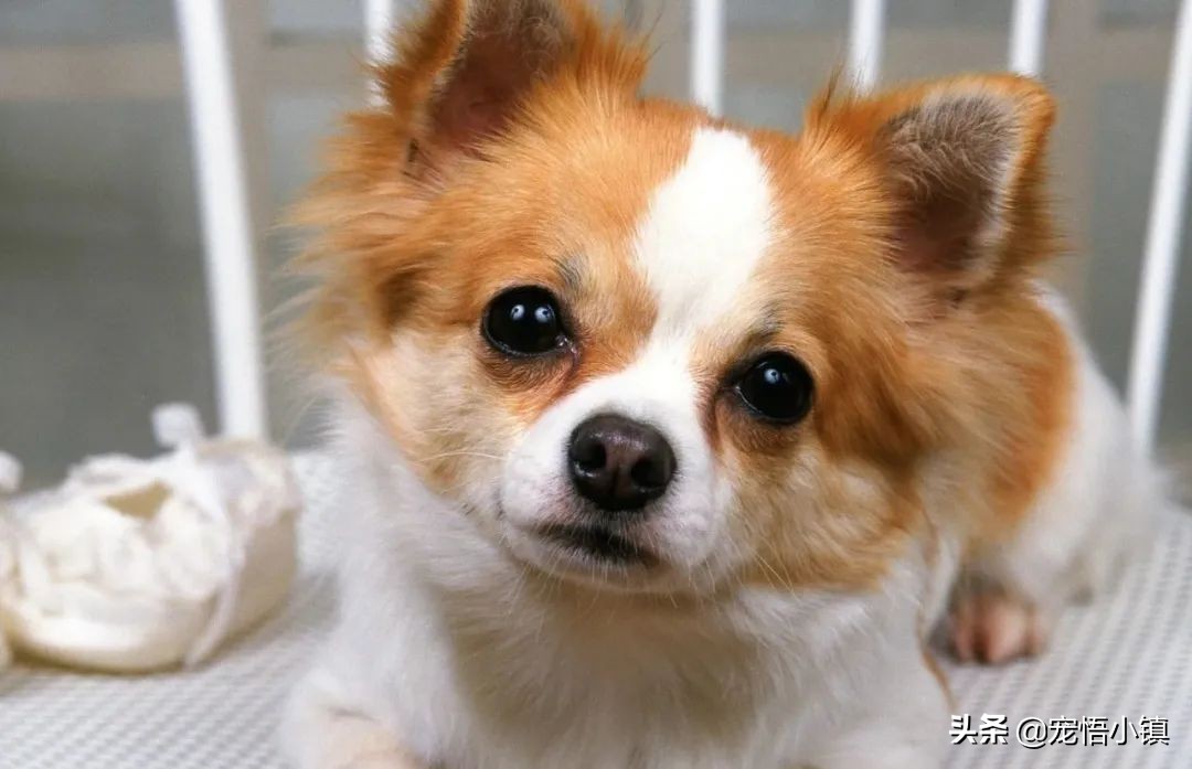 成犬狗狗翻肠子什么意思,狗狗翻肠子是什么原理