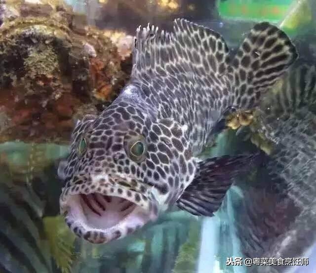 名贵海鲜食材排名,名贵海鱼大全图片