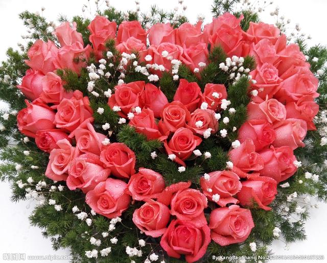 张爱玲红玫瑰与白玫瑰经典散文,散文红玫瑰