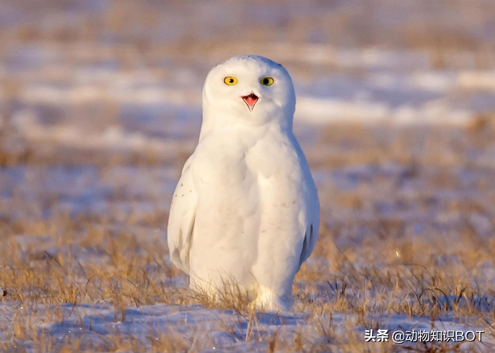 雪鸮呆萌图片,短耳雪鸮