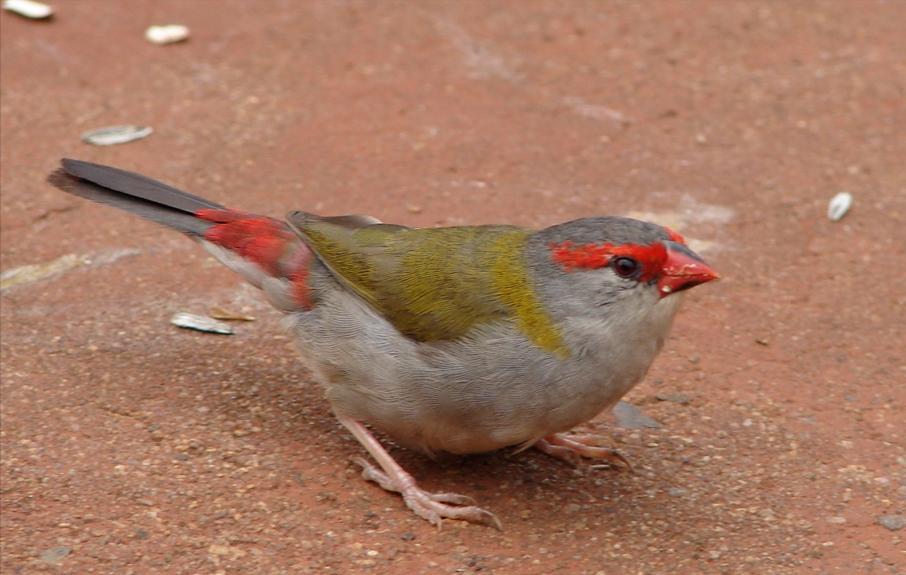 东江揽胜,惠州淡水常见鸟类图谱