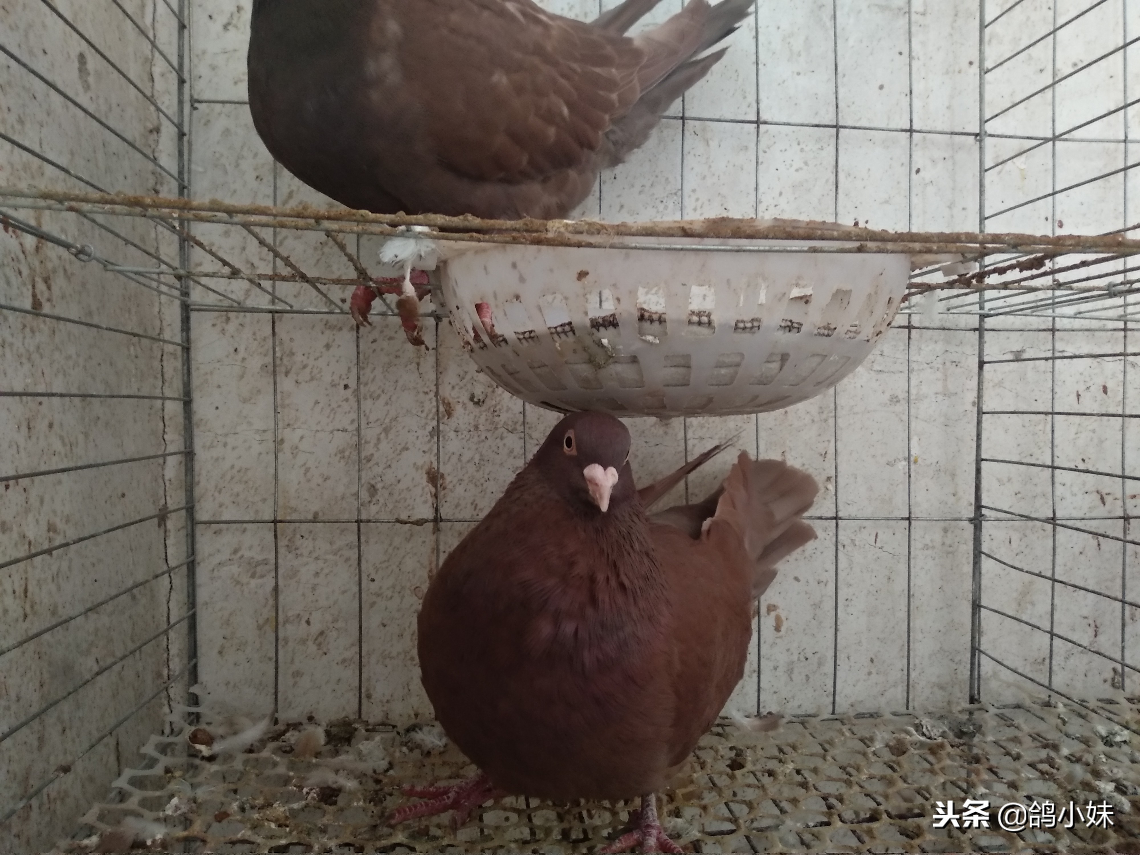 如何养好鸽子和家鸽,怎样养好鸽子视频