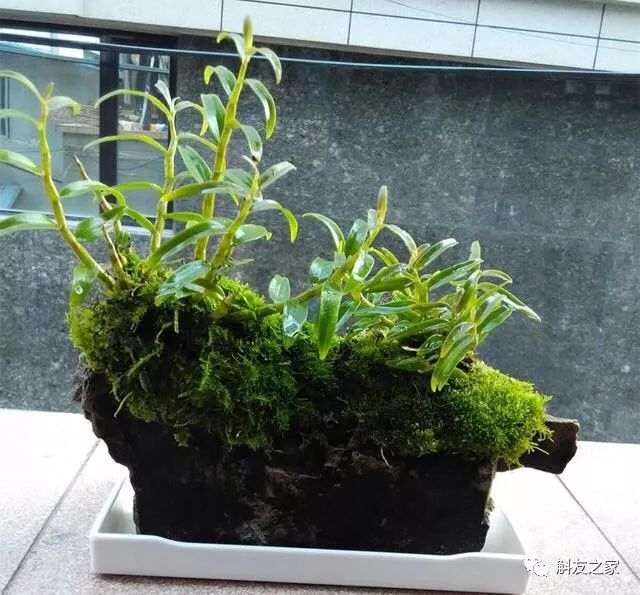 石斛兰烂头如何抢救,石斛兰花苞枯萎怎么救活