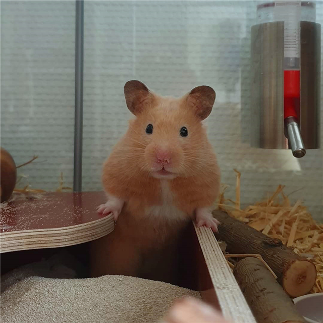 仓鼠睡醒了没精神,仓鼠不吃鼠粮是怎么回事