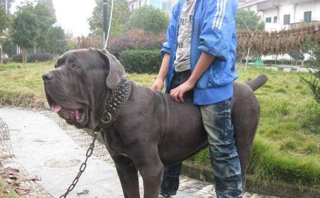 卡斯罗护卫犬有什么用,卡斯罗是三大护卫犬吗