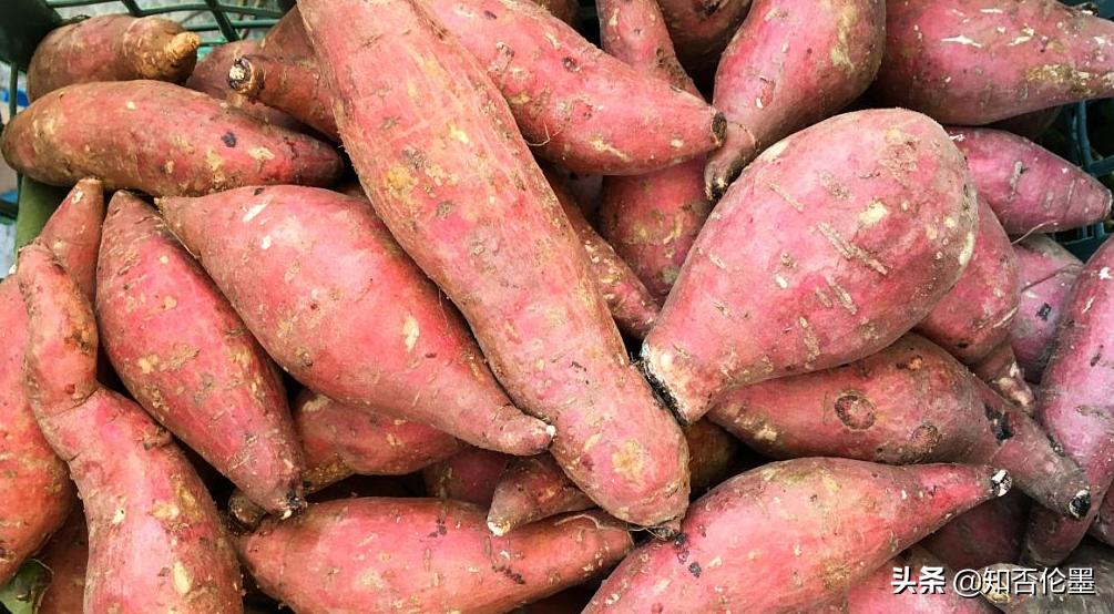 储存红薯小妙招,储存红薯最正确的方法简单
