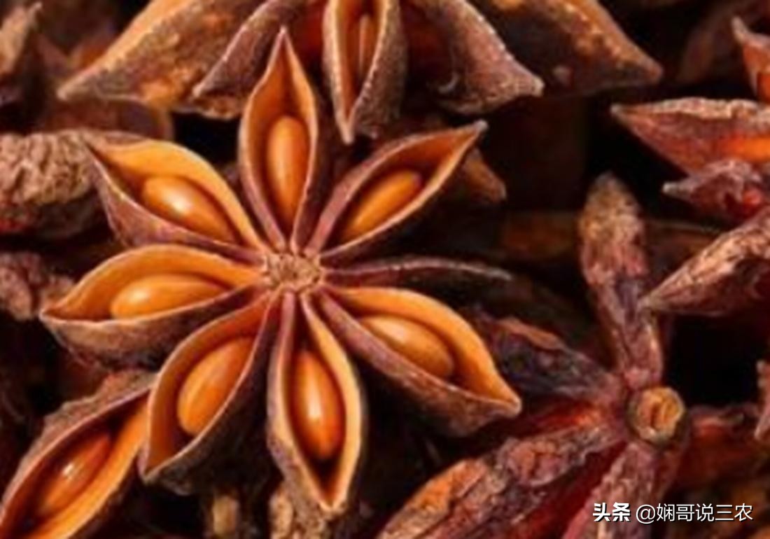 八角幼苗如何施肥,怎么种植八角成活率才高