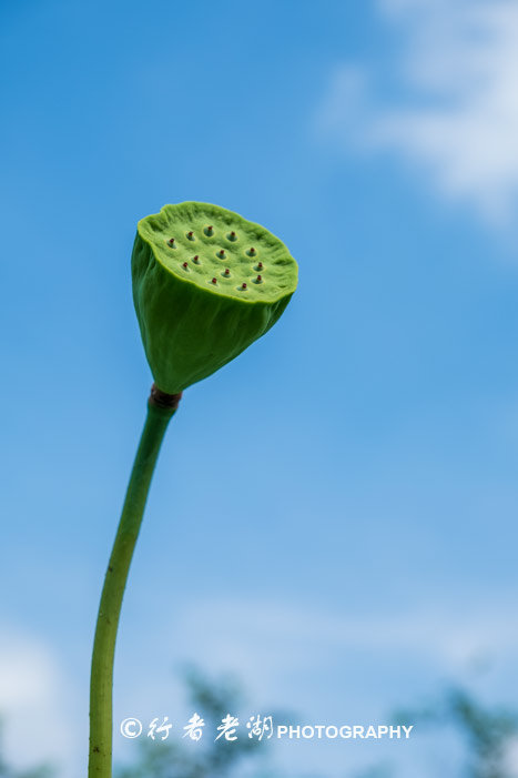 最美荷花展深圳,深圳最美荷花