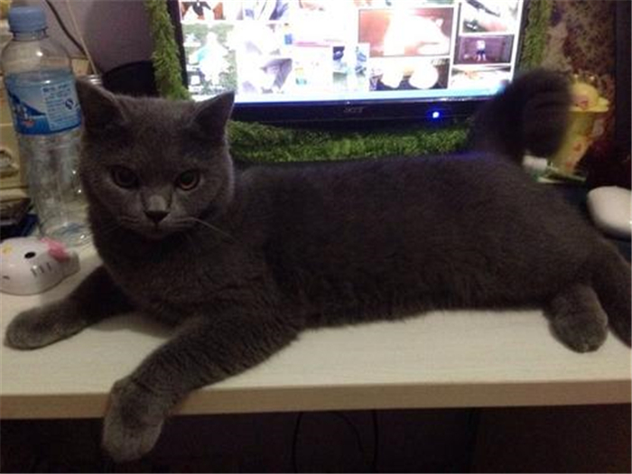 猫咪是液体做的?主人以为泡沫盒里多了根棍子,仔细一看竟是只猫