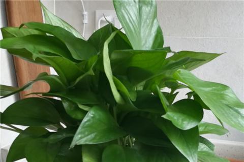 养绿萝学好这3招爆盆快长势猛,绿萝这么养不烂根不黄叶爆长新叶