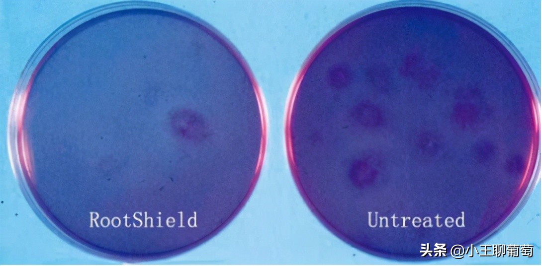 微生物菌剂治病,植物通用微生物菌剂