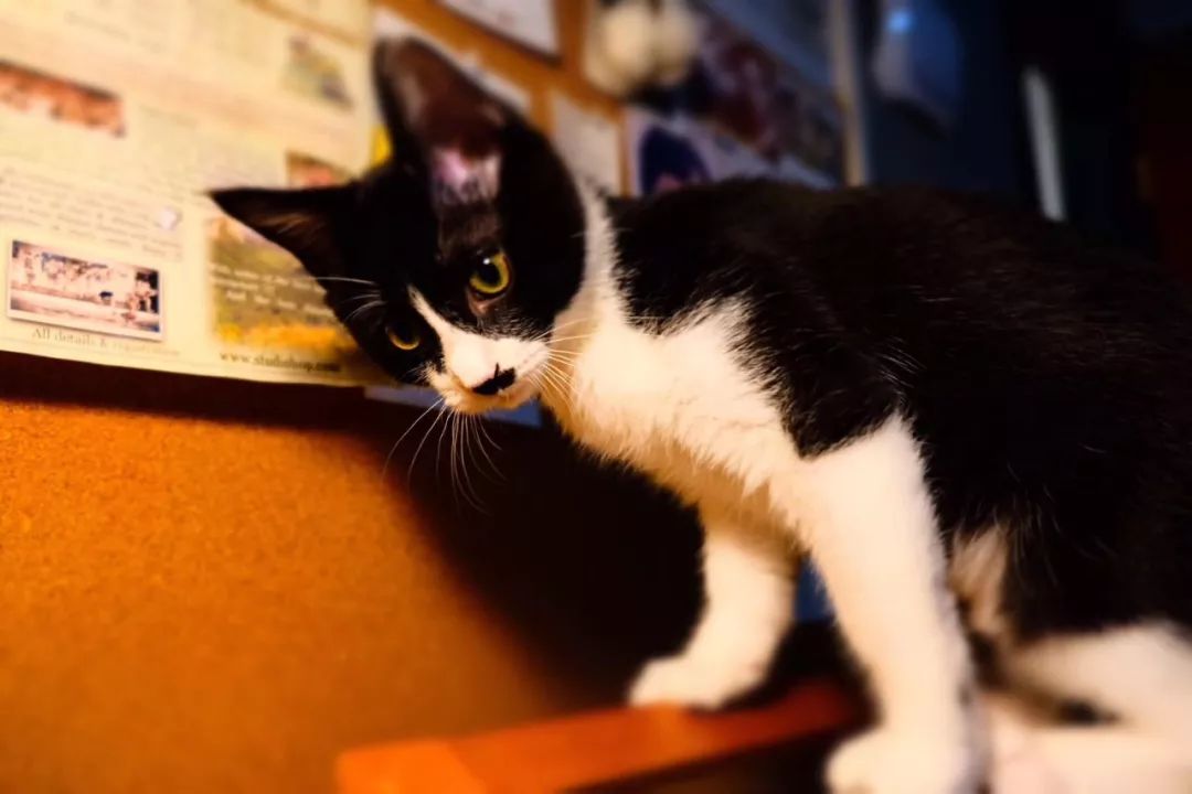 毛孩子散步回家,毛孩子去新家从此不再流浪