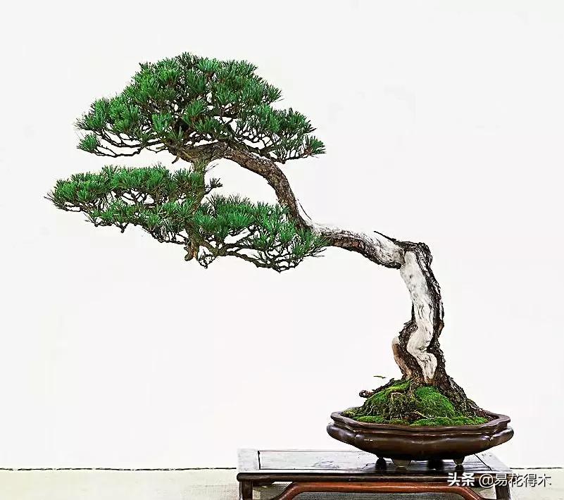 购买花卉遇到哪些坑,购买花卉盆景如何避免被骗