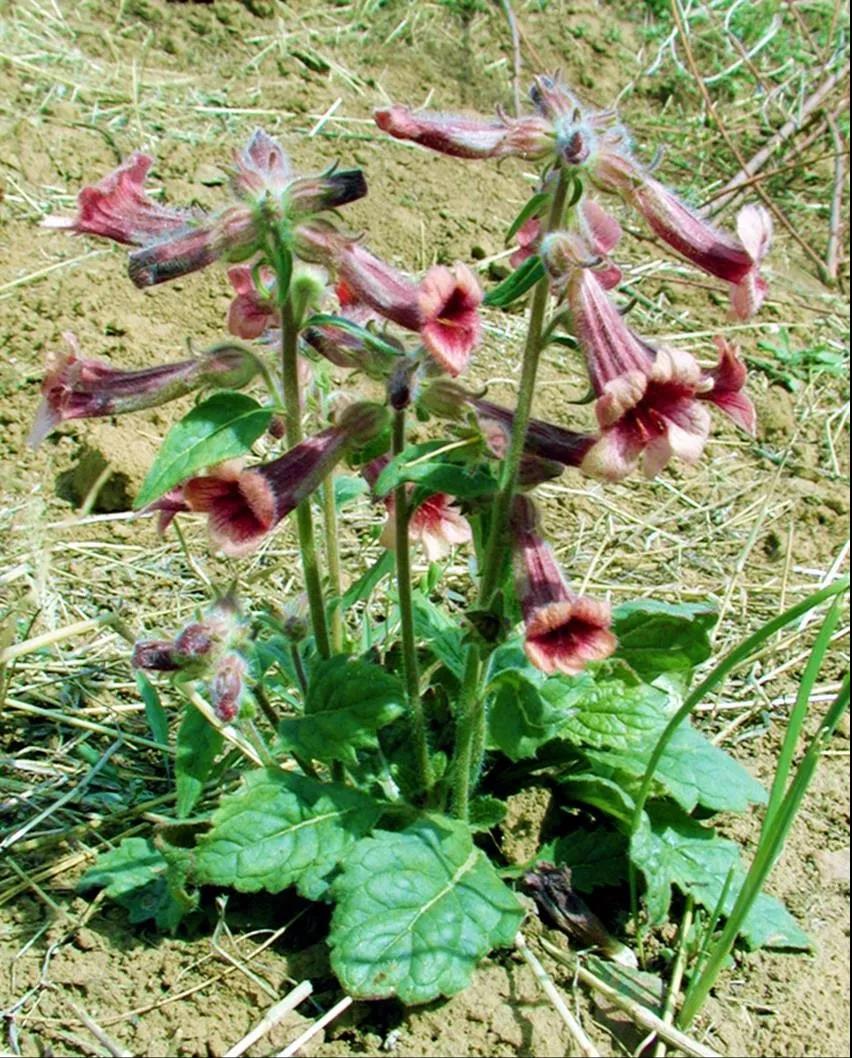 这4种花卉很漂亮花量大观赏度高,20种漂亮花好看不好养