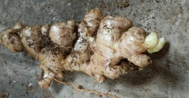 在家阳台种生姜对风水运气好不好,家庭阳台种生姜影响风水吗