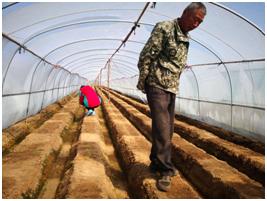 姜苗防病药,姜苗用啥药防治害虫