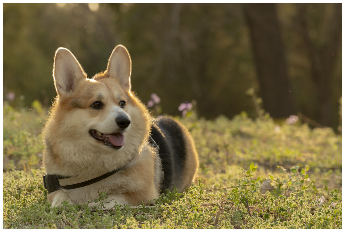 柯基吐出白沫并且发出声音,柯基半夜呕吐黄水是怎么回事