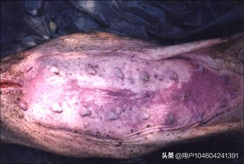 猪传染性胸膜肺炎症状,猪传染性胸膜肺炎的病原是什么