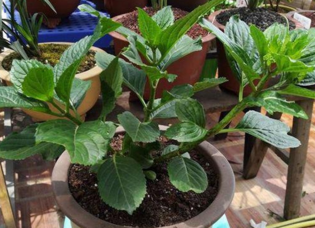 4月种绣球花当年开花吗,4月绣球没有花苞可以修剪吗