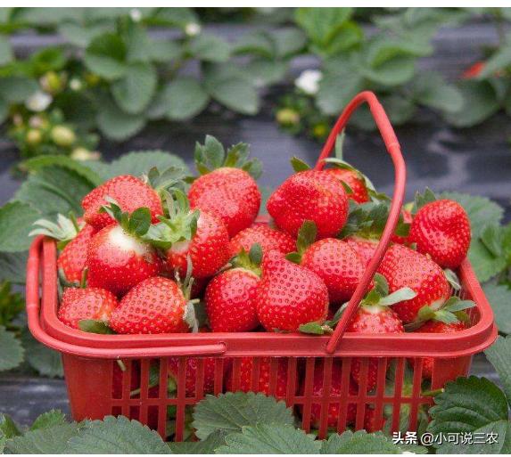 草莓种植裂口,种植草莓为何会出现烂草莓