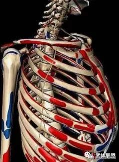 沉肩的时候肩胛骨下角翘起怎么办,肩胛骨翘起真的可以改善吗