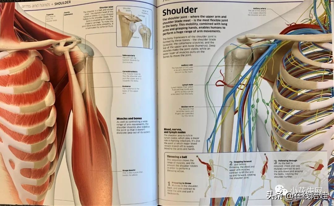dk知识大百科全套,dk知识大百科书金银版