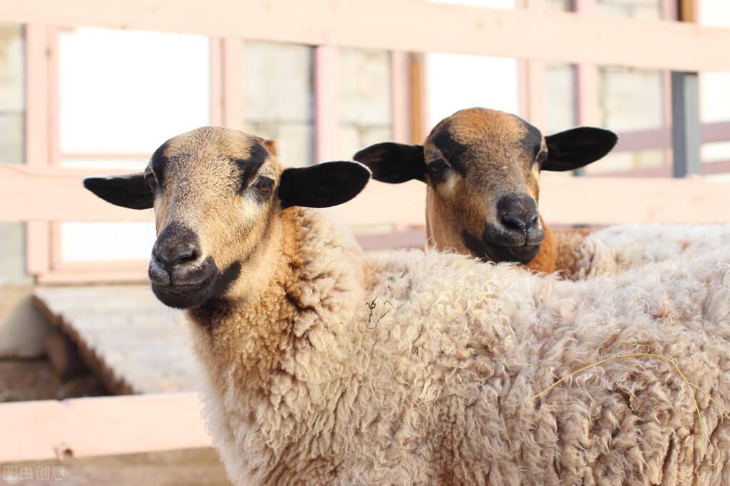 养羊最好的育肥方法,养羊能快速育肥的方法