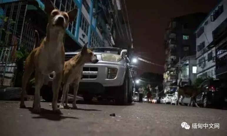 一晚毒杀19条狗狗,毒杀大批狗狗事件