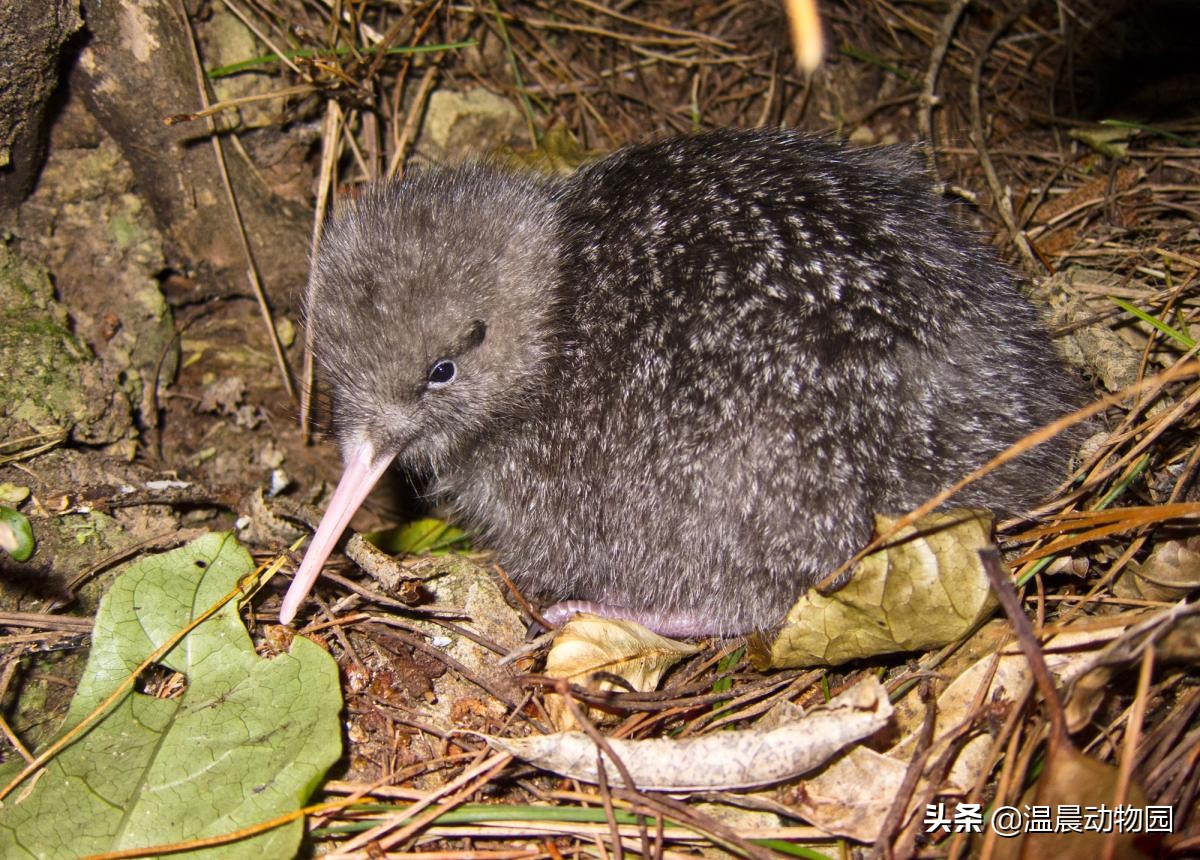 新西兰的国鸟是哪种奇特无比的鸟,为什么新西兰把几维鸟作为国鸟