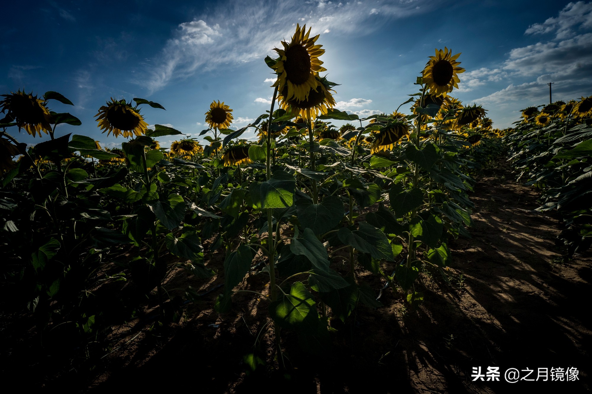 闈栬竟澶ф紶,闈栬竟澶ф紶椋庡厜