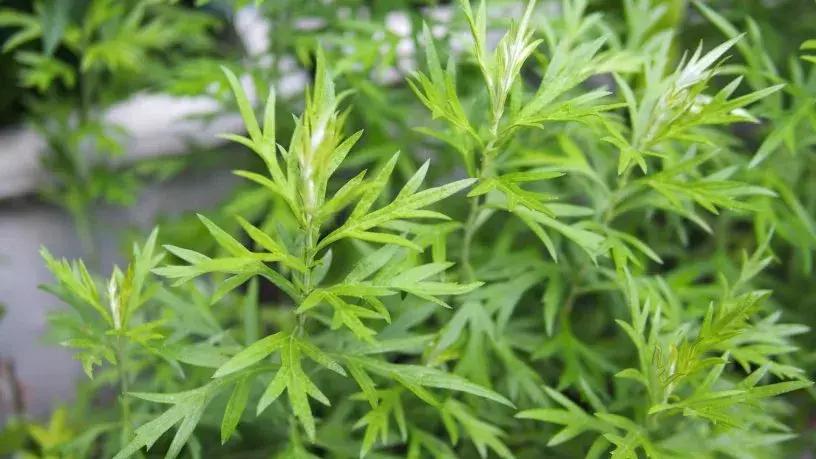 小红书爆火的天价抗糖丸、抗糖液到底有用么？抗糖到底是咋回事？