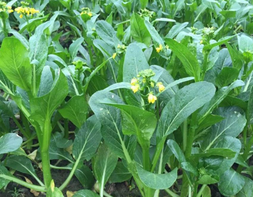 “甜菜”出现空心现象怎么办?用下面的方法,可以有效改善情况!