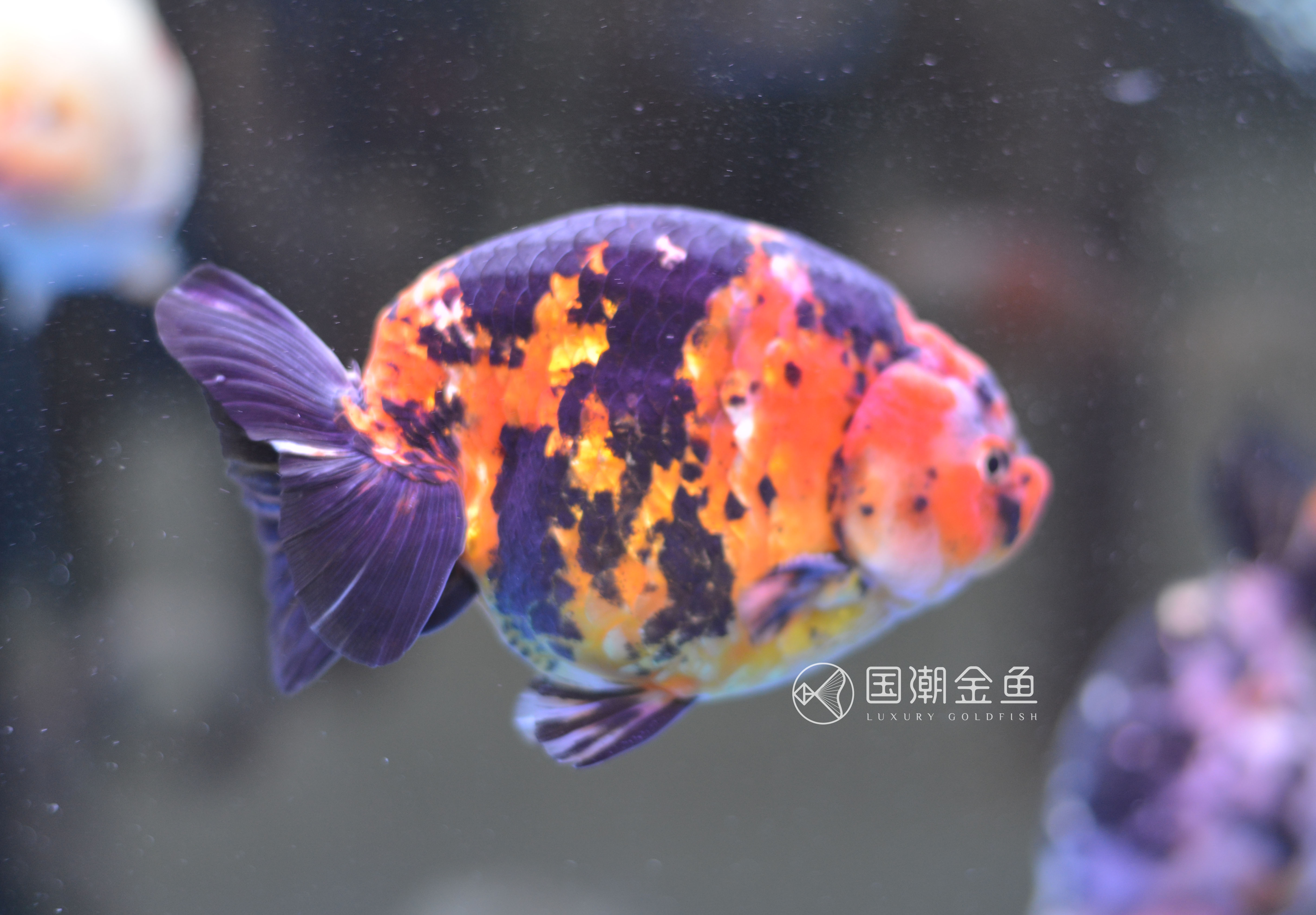 金鱼锚头蚤怎么彻底消灭,金鱼锚头蚤用什么药效果快