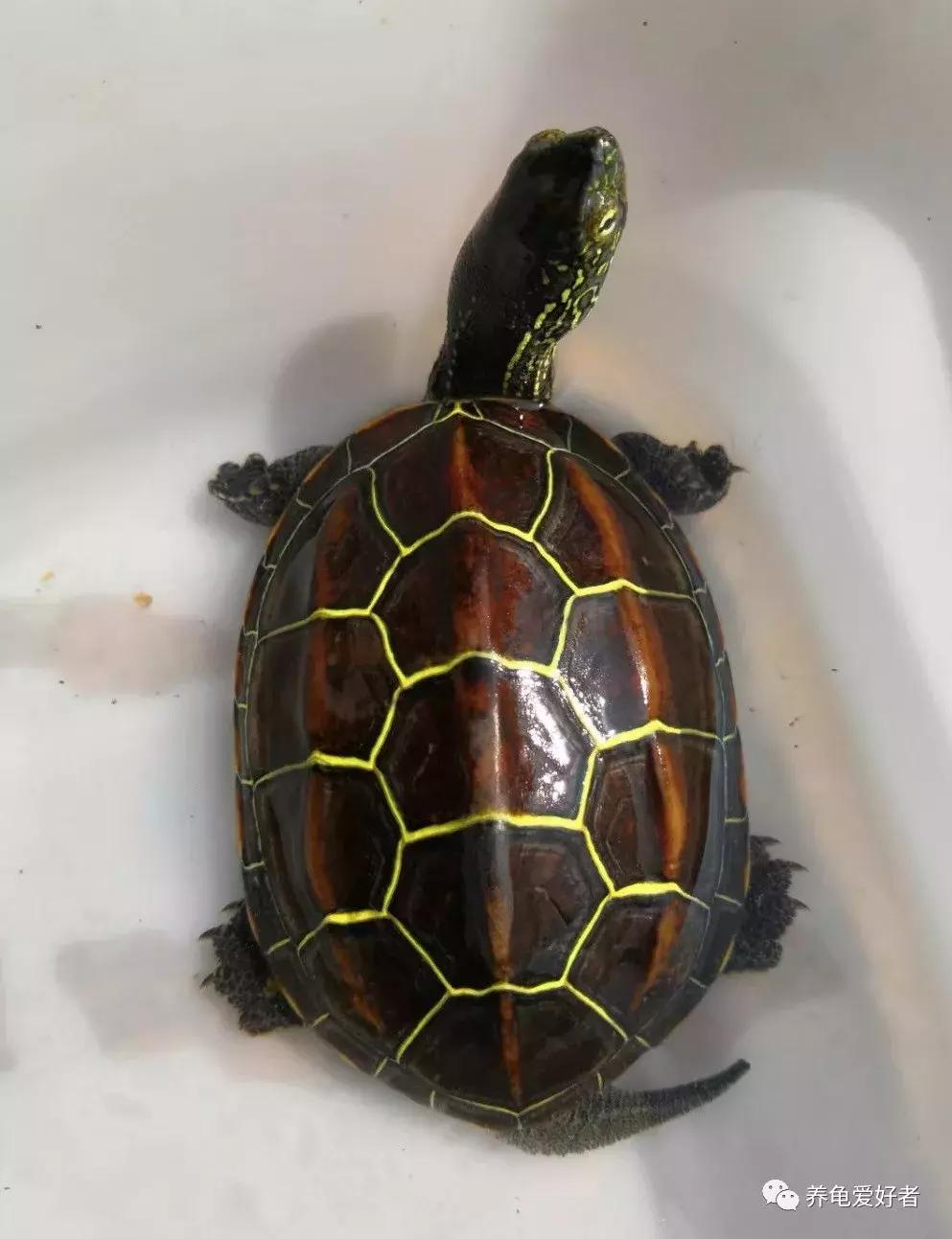 龟冬眠以后几月份开始进食,小青龟冬眠多久开始清肠