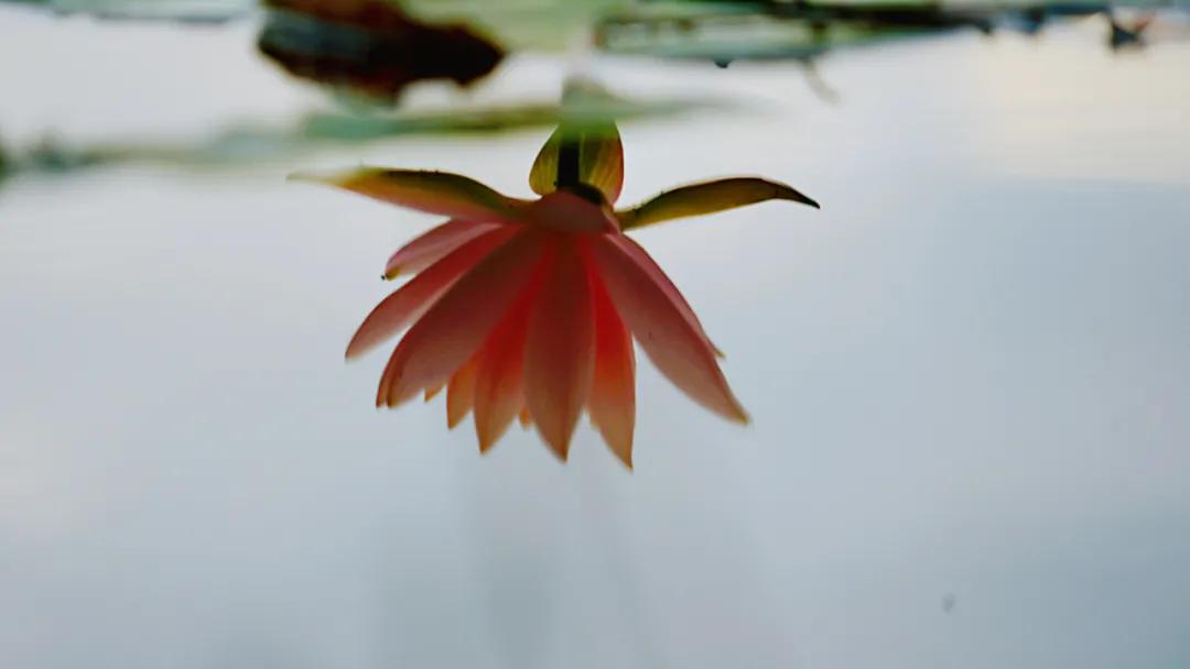 睡莲清心寡欲图片,睡莲夏日清欢