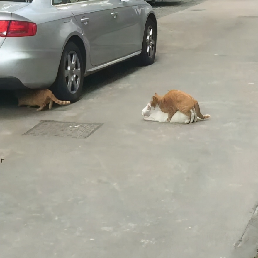 没人再唱舔狗情歌了，可这个世界也更无聊了