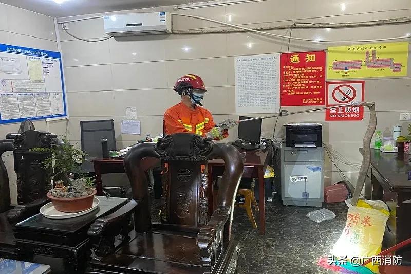 崇左毒蛇,广西崇左毒蛇