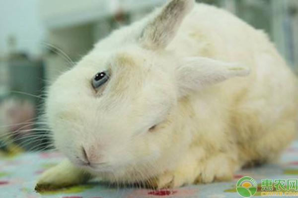 兔子歪头是什么原因引起的,兔子球虫病症状及表现
