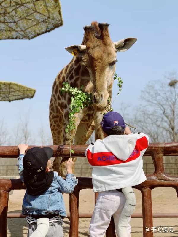 野生动物园长隆游玩攻略,野生动物园长隆攻略图片