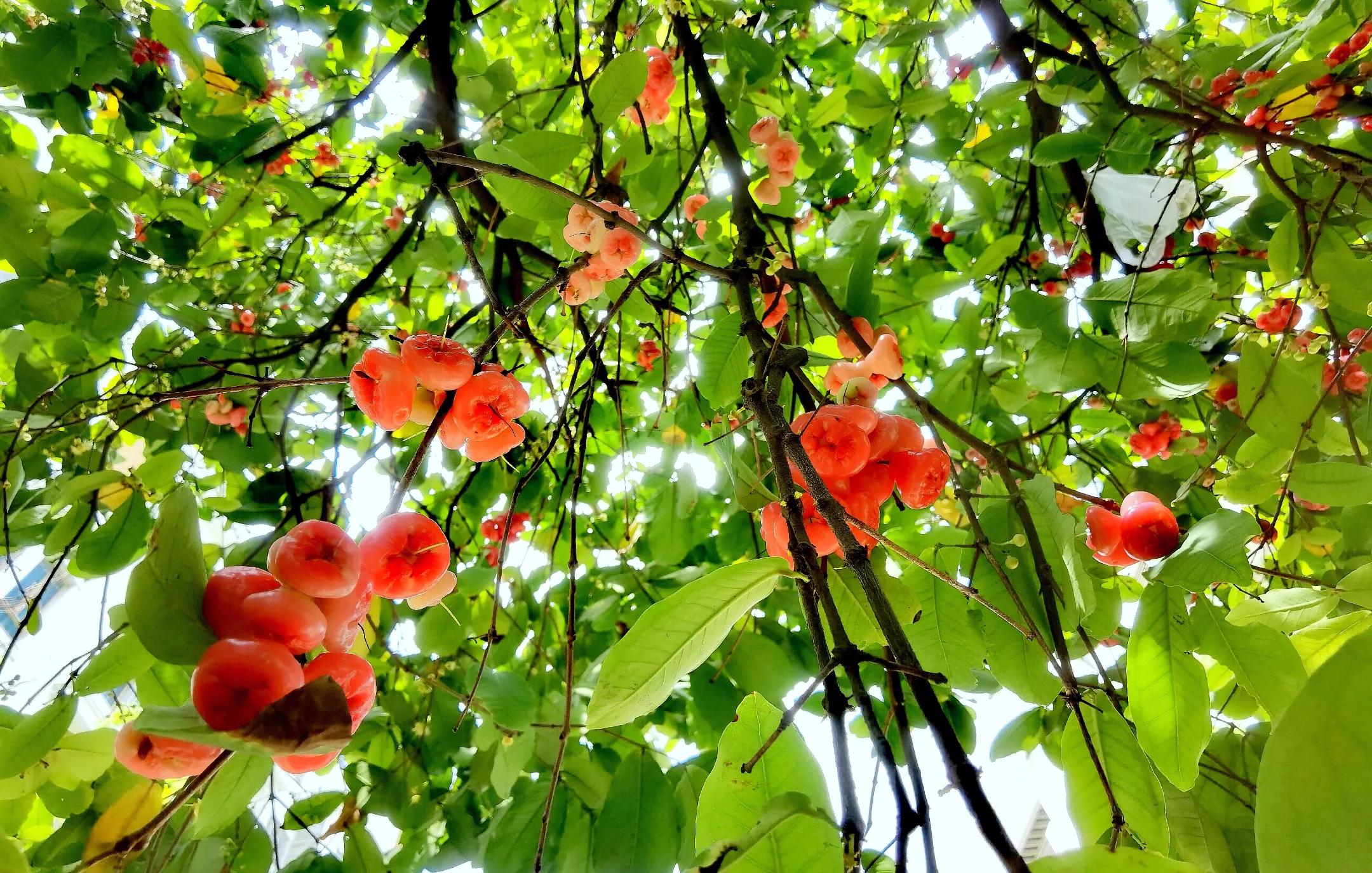 小区“花果山”的世界上最重的水果成熟了，种子更好吃