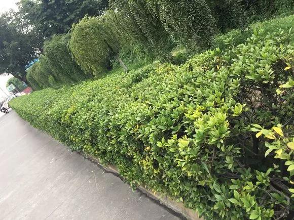 塑料瓶绑在月季上能生根吗视频,水扦插适应哪些花卉