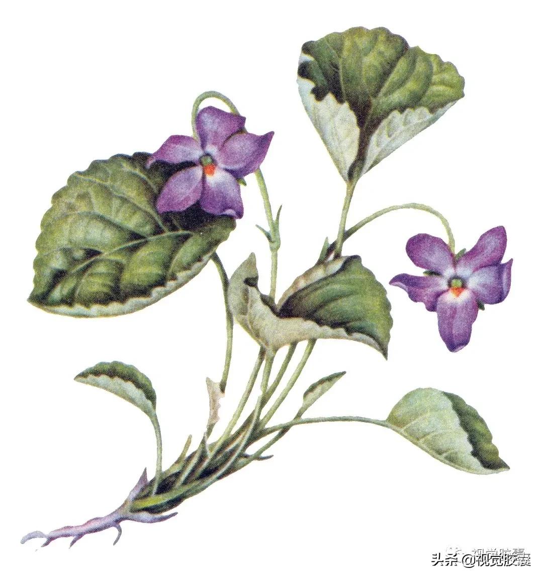 乡村蔬菜大棚的设计,蔬菜精美设计图片