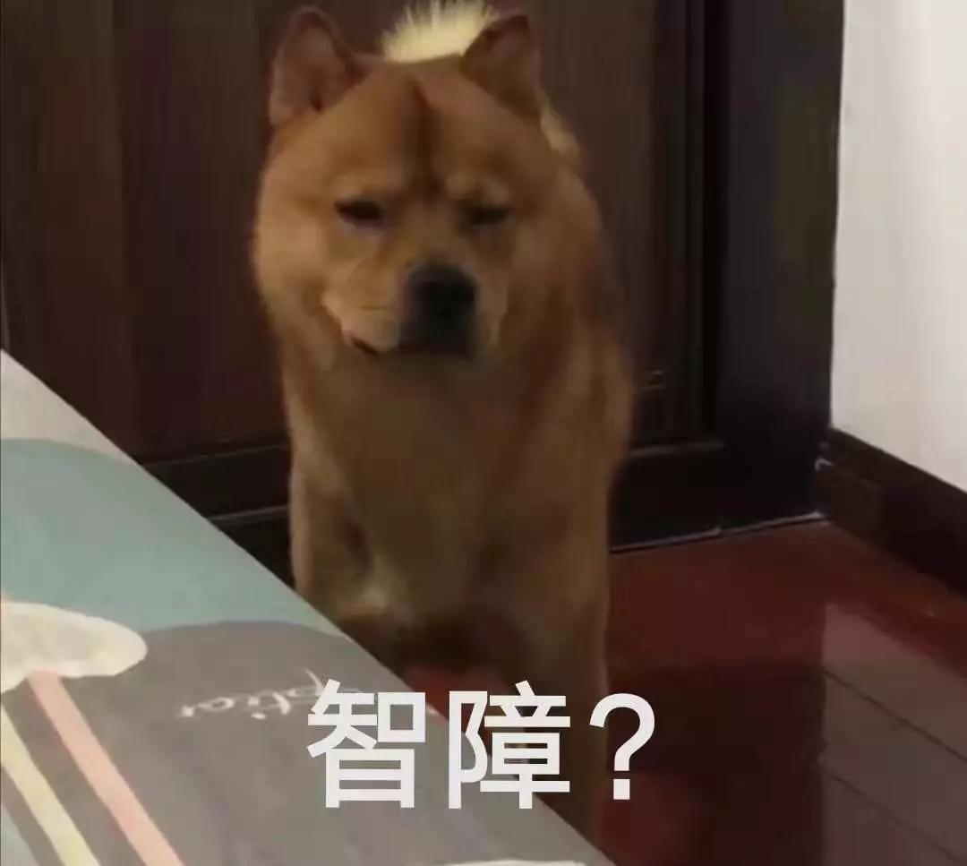 铲屎的都是因为啥和狗吵架，原谅我笑出了声