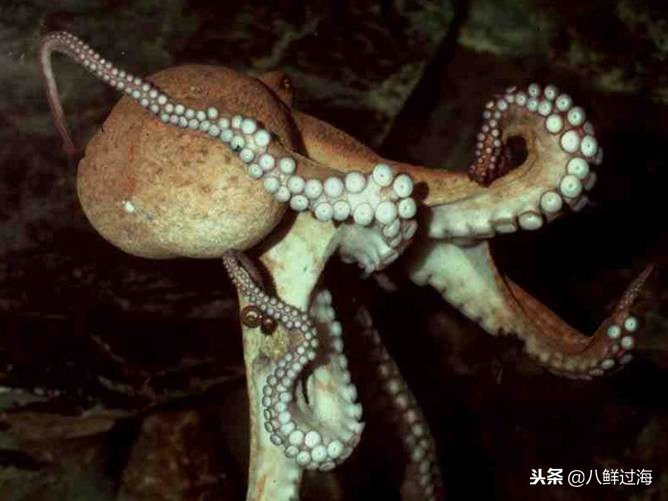可爱的章鱼适合做章鱼烧,制作一个小型章鱼烧