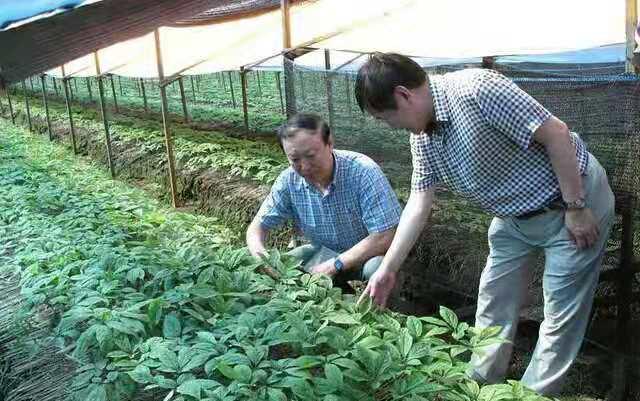 以防为主，综合防治，防好人参“五病一虫”，才能夺高产