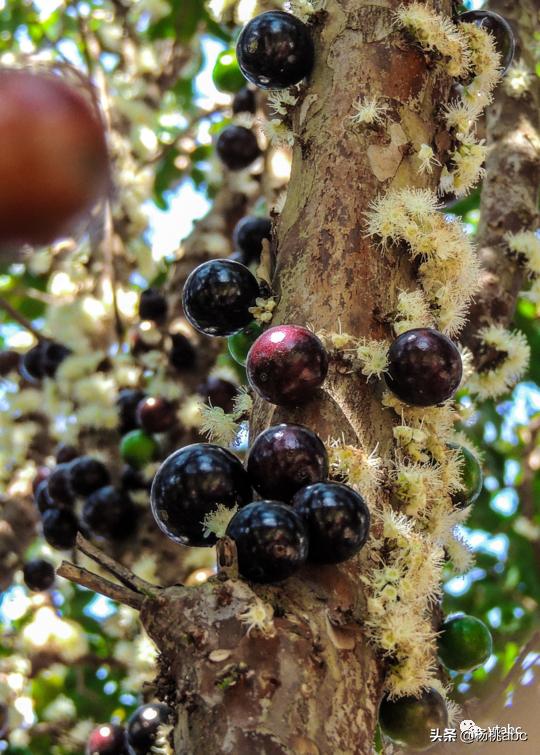 网络热门野生水果鉴定,鉴定网络热门水果仙人掌果实