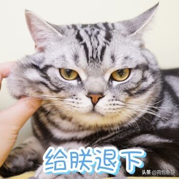 如何让猫咪知道铲屎官生气了,猫咪生气该怎么办