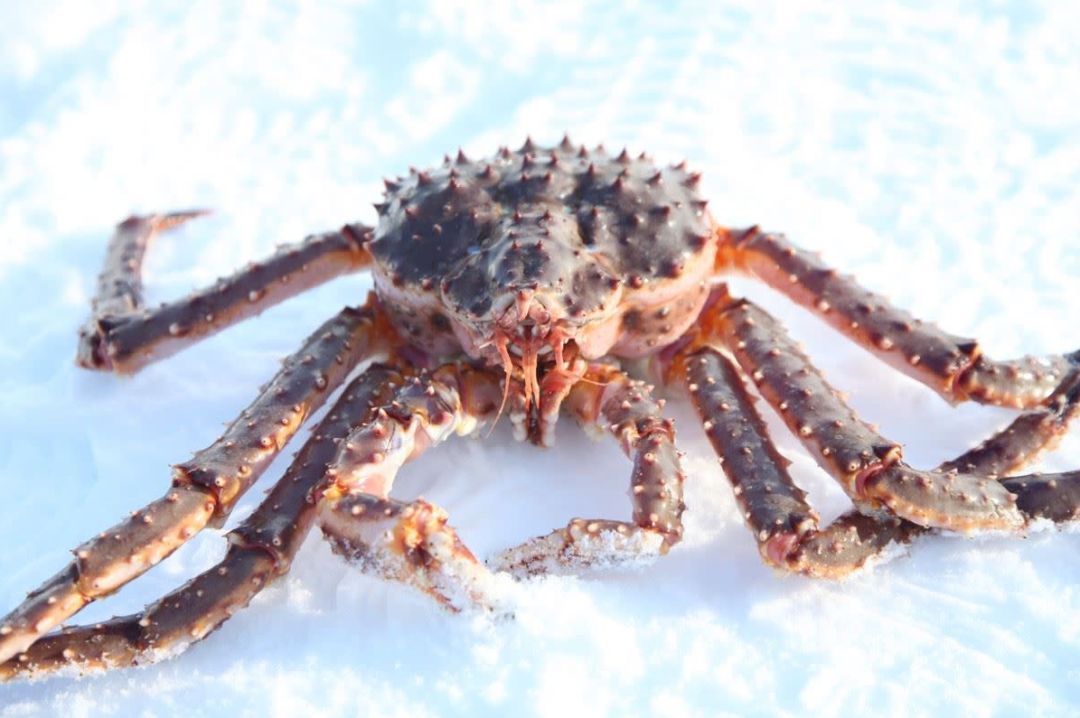 极光在等你,极光为你而来