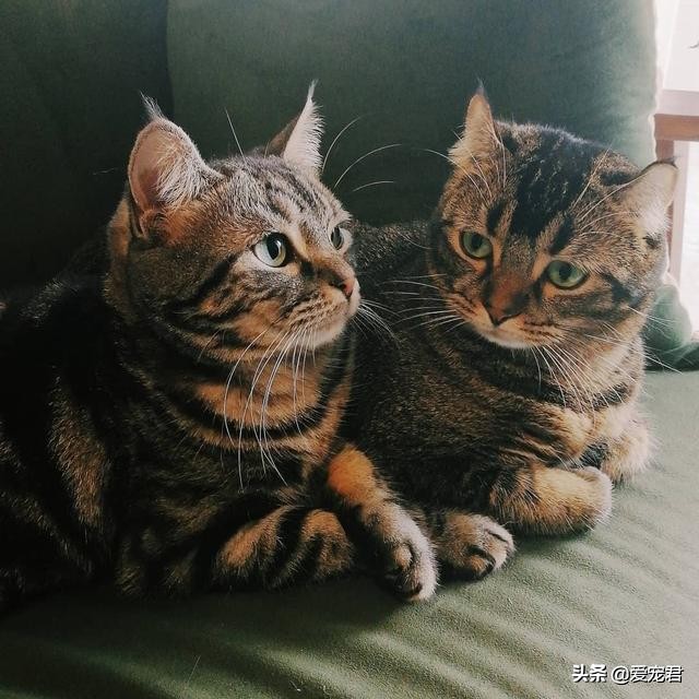 如何克服猫咪的紧张情绪,关于猫咪应激铲屎官应该了解一下